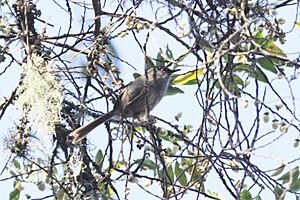 Roberts's Warbler iNaturalist.jpg