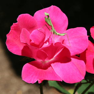 Rose with Mantis