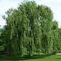 Salix alba Morton