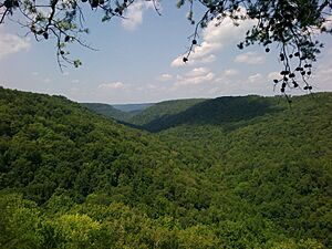 Savage Gulf State Natural Area (13280673355)