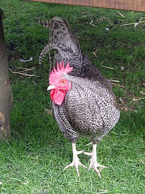 Scots Grey rooster.jpg