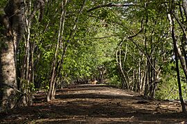 Sendero de Chigüires