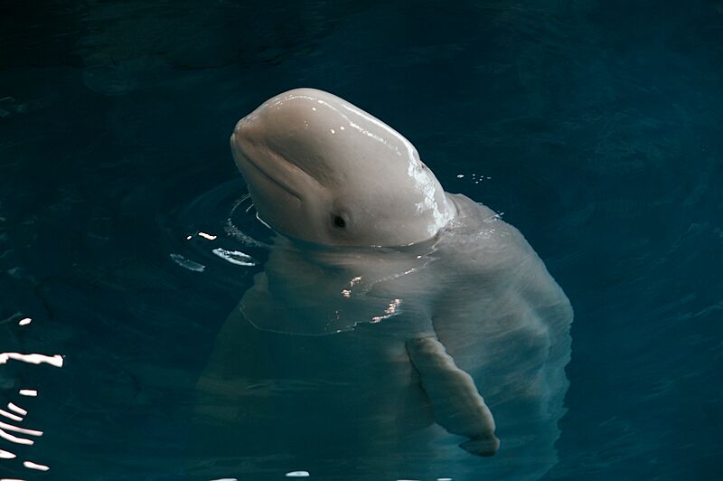 Shedd aquarium, Chicago, USA (2787188122)
