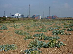Shingle beach and sea kale - geograph.org.uk - 1442148