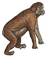 Simia satyrus - 1837 - Print - Iconographia Zoologica - Special Collections University of Amsterdam - White Background