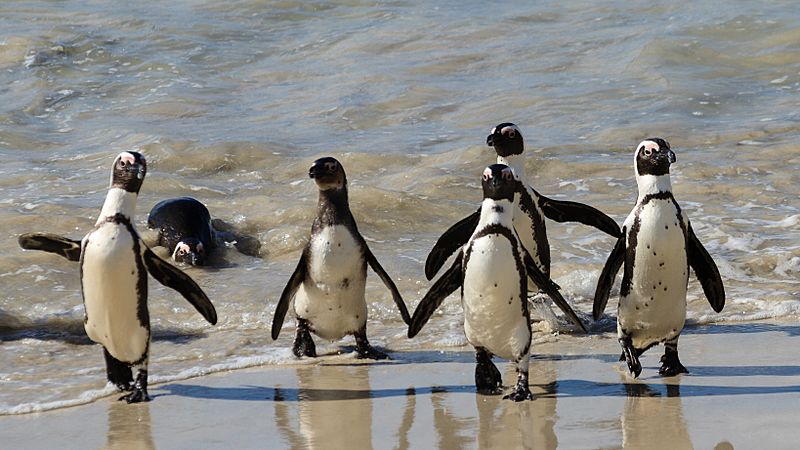 african-penguin-facts-for-kids