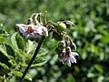 Solanum tuberosum Shetland Black (03).jpg