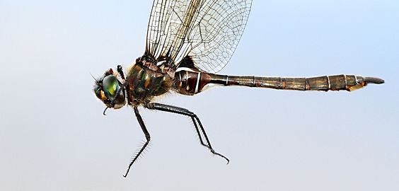 Somatochlora septentrionalis 55378141