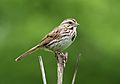 Song sparrow in Prospect Park (93031)