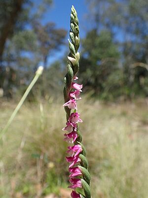 Spiranthes australis (habit)