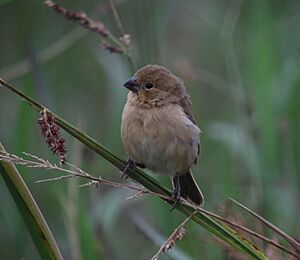 Sporophila minuta Espiguero ladrillo Ruddy-breasted Seedeater (female) (11482619296).jpg