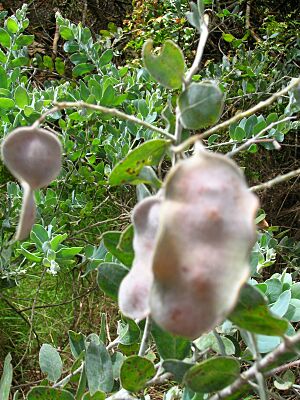 Starr 050415-0034 Acacia podalyriifolia