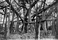 StateLibQld 2 46748 Banyan fig tree in the Rockhampton Botanic Gardens, 1910