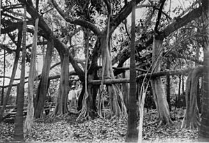 StateLibQld 2 46748 Banyan fig tree in the Rockhampton Botanic Gardens, 1910