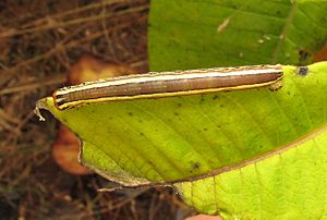 Striped Garden Caterpillar Moth 0822.11.1.09w.wiki.jpg