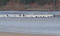 Surfers riding the Severn Bore - geograph.org.uk - 369764