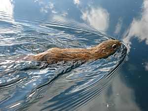 Swimming red squirrel
