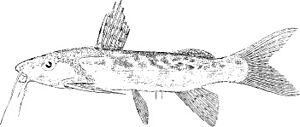 Synodontis nebulosus.jpg