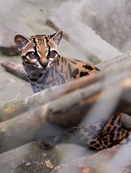 Tilcayo tiger cat