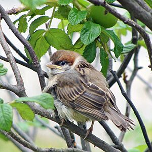 TreeSparrow 20080703