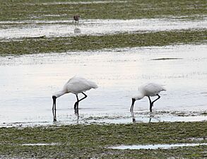 Two Spoonbills (30564283884)