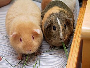 Two adult Guinea Pigs (Cavia porcellus).jpg