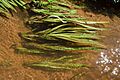 Vallisneria americana UMFS 3
