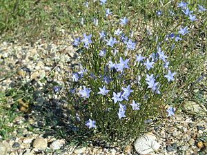 Wahlenbergia communis plant3 NWS - Flickr - Macleay Grass Man