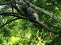 White-eared titi (Callicebus donacophilus)
