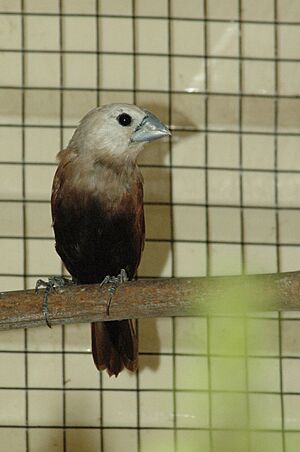 White-headed Munia.jpg