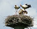 WhiteStorkFamily