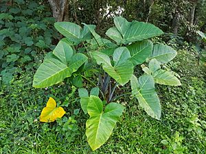 Xanthosoma sagittifolium in Bukidnon, Philippines 01.jpg