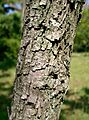 Ziziphus jujuba1