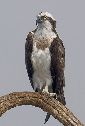 2010-kabini-osprey