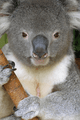 A364, Lone Pine Koala Sanctuary, Queensland, Australia, koala, 2007