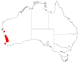 "Acacia barbinervis" occurrence data from Australasian Virtual Herbarium