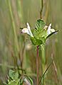 Acanthomintha duttonii (San Mateo thorn-mint) (5718920977)