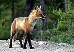 Adult fox.JPG