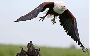 African fish eagle, Haliaeetus vocifer, at Chobe National Park, (33489376712)