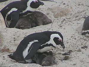 African penguins with chicks