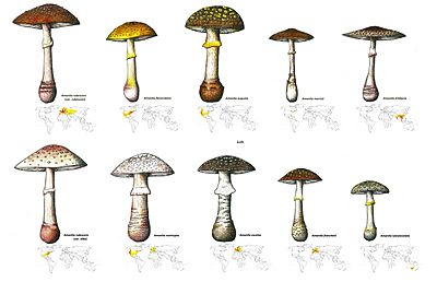 Amanita rubescens group