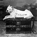 Amer express dog 1890