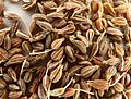 Aniseed p1160018
