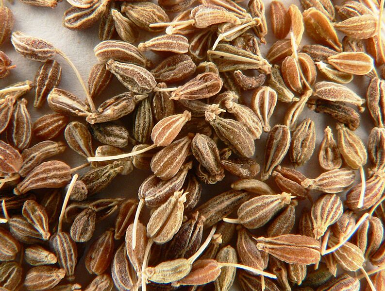 Aniseed p1160018