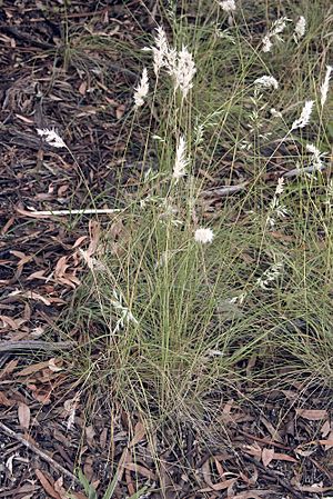 Austrodanthonia setacea.jpg