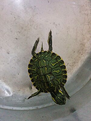 Baby D'Orbigny slider with pneumonia