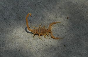 Bbasgen-bark-scorpion.jpg