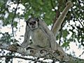 Brachyteles hypoxanthus northern muriqui