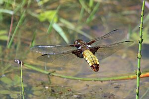 Broad-bodied chaser dragonfly (Libellula depressa) young adult female ovipositing