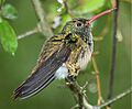 Buff-bellied Hummingbird